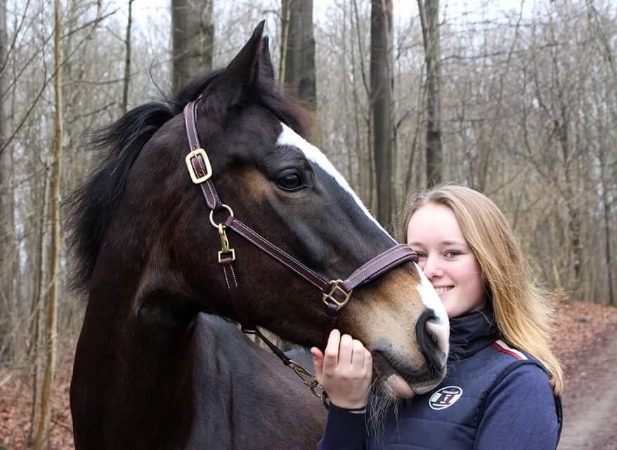 Hollandsk Varmblod Zarona R.I.P  billede 27