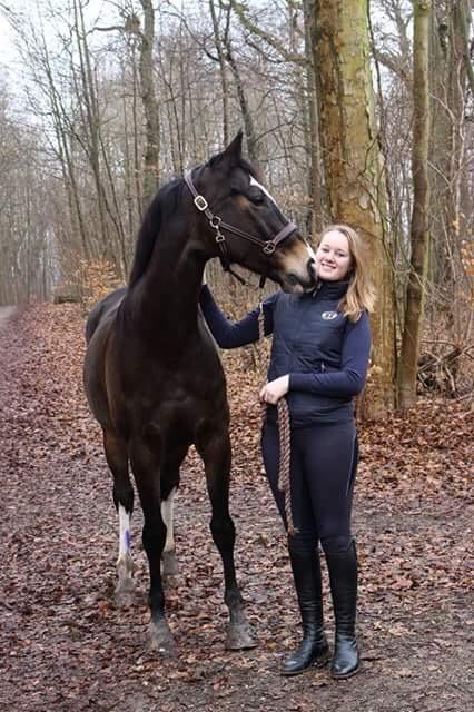 Hollandsk Varmblod Zarona R.I.P  billede 13