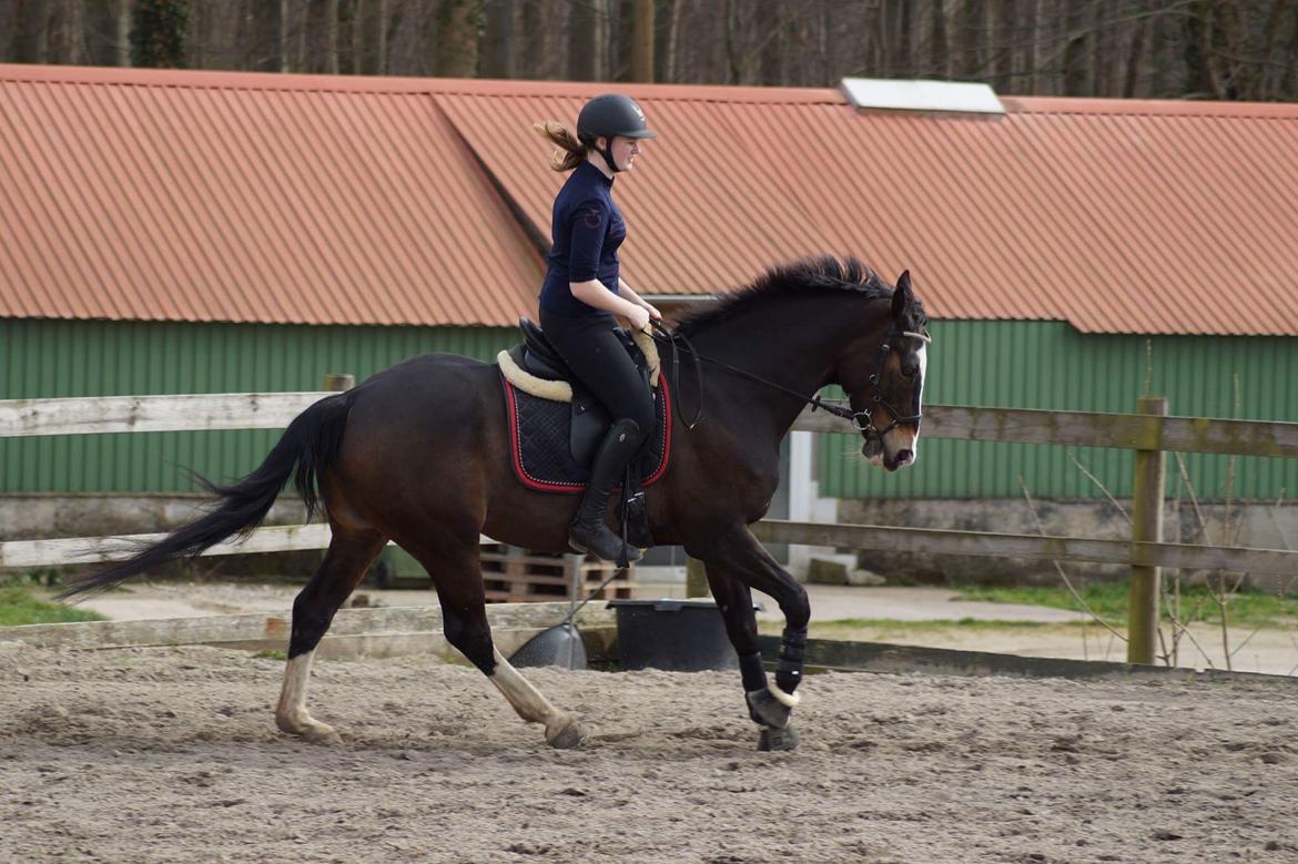 Hollandsk Varmblod Zarona R.I.P  billede 33