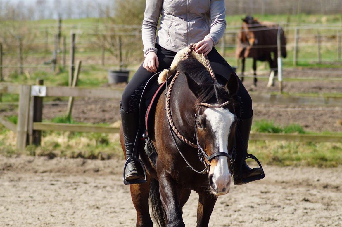 Hollandsk Varmblod Zarona R.I.P  billede 11