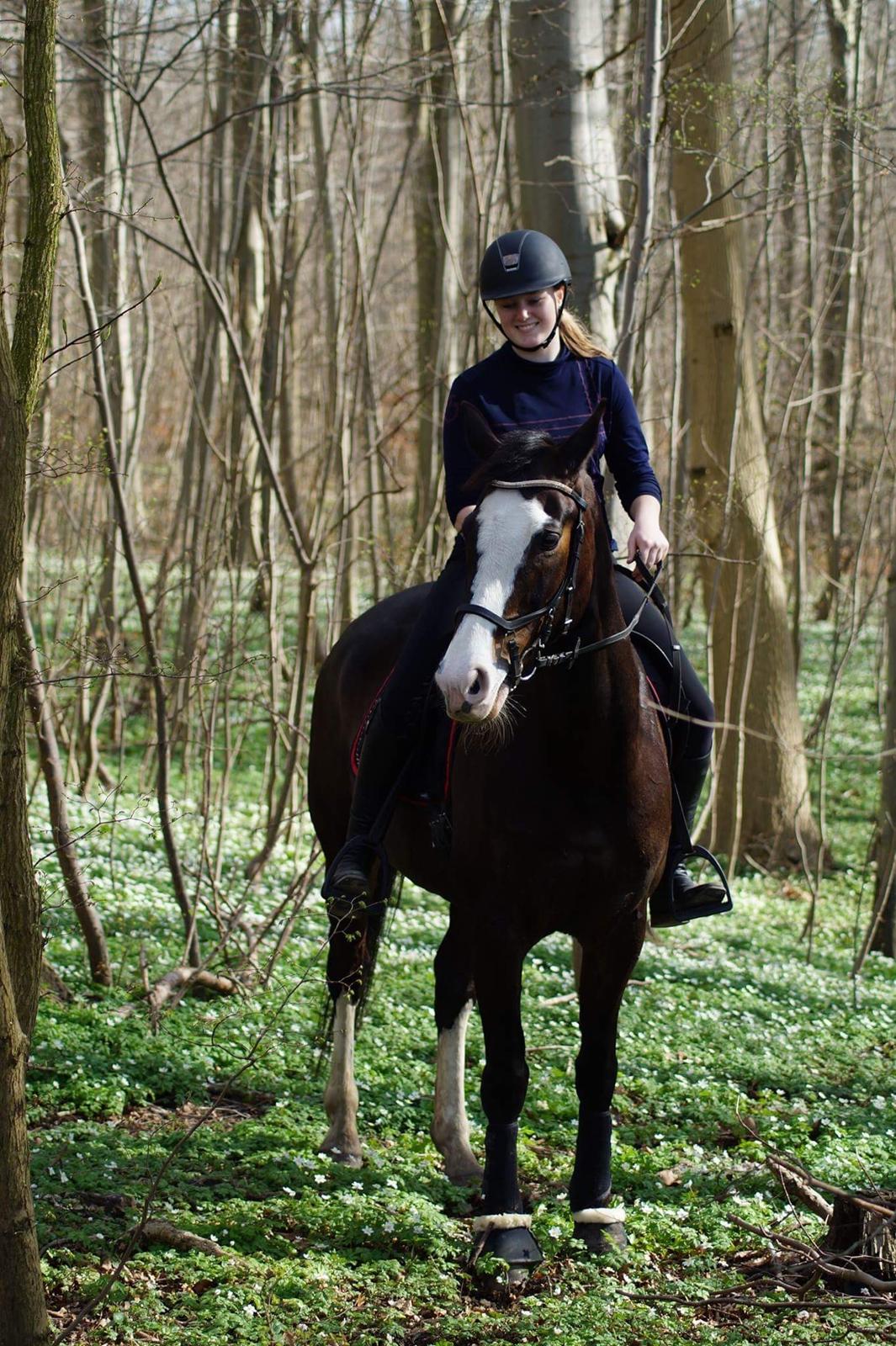 Hollandsk Varmblod Zarona R.I.P  billede 12