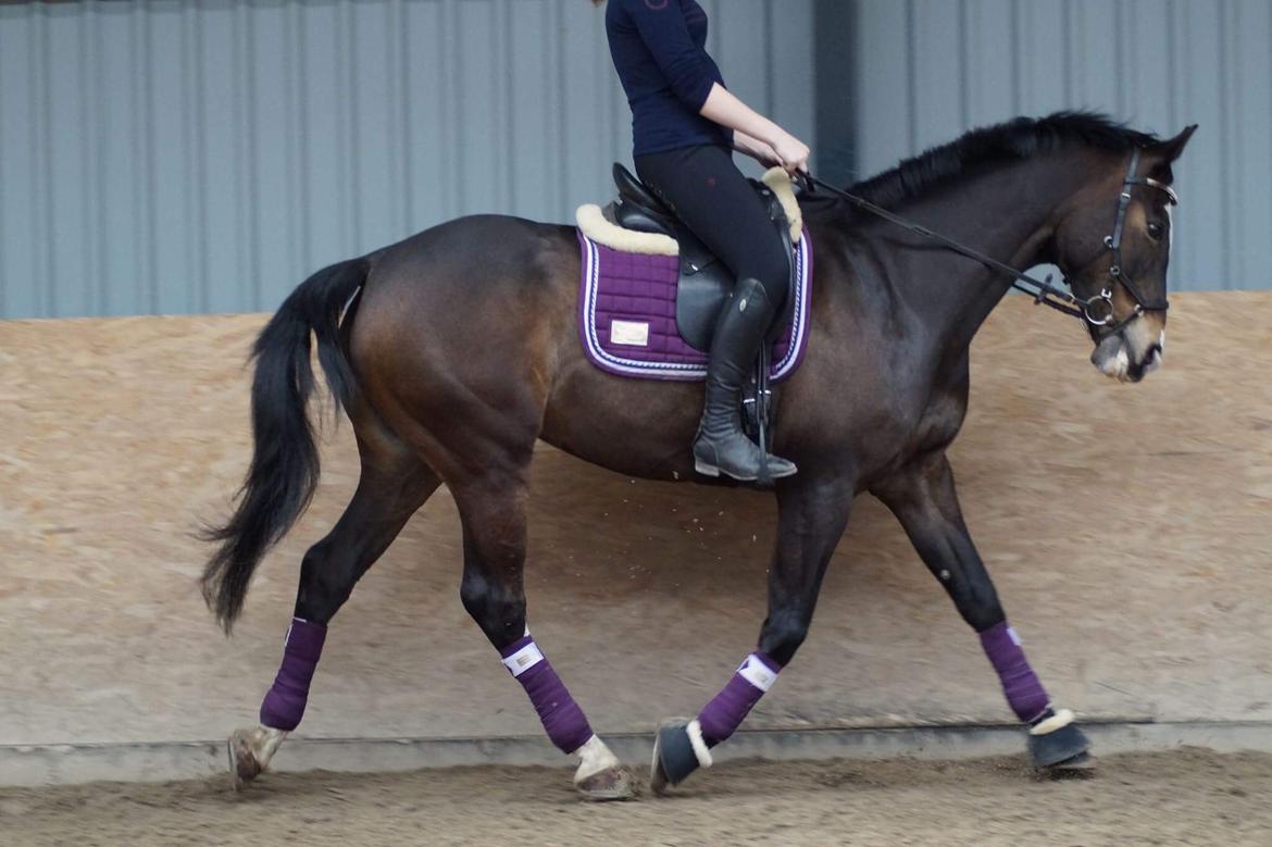 Hollandsk Varmblod Zarona R.I.P  billede 17