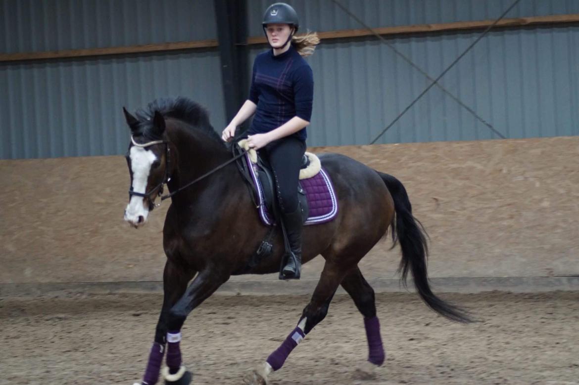 Hollandsk Varmblod Zarona R.I.P  billede 31