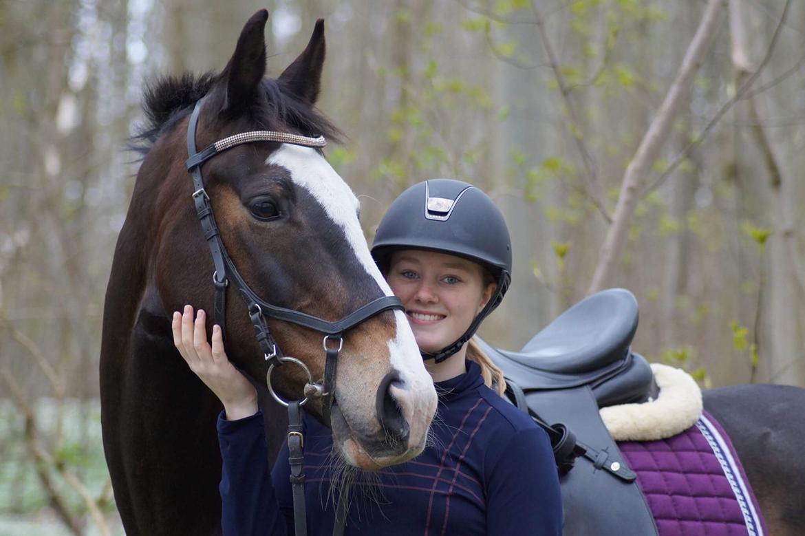 Hollandsk Varmblod Zarona R.I.P  billede 23