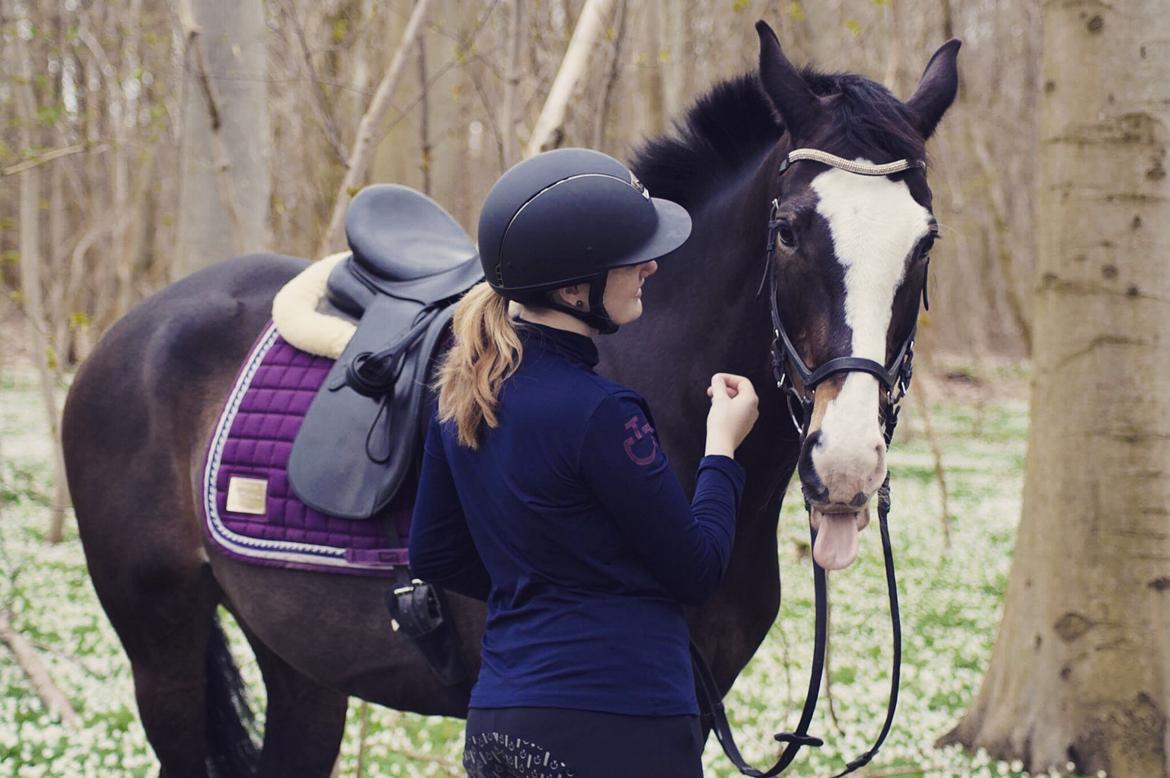 Hollandsk Varmblod Zarona R.I.P  billede 3