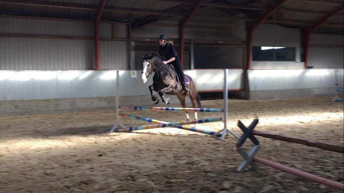 Hollandsk Varmblod Zarona R.I.P  - Første gang vi spriner i et halvt år, pga skade! :D billede 6