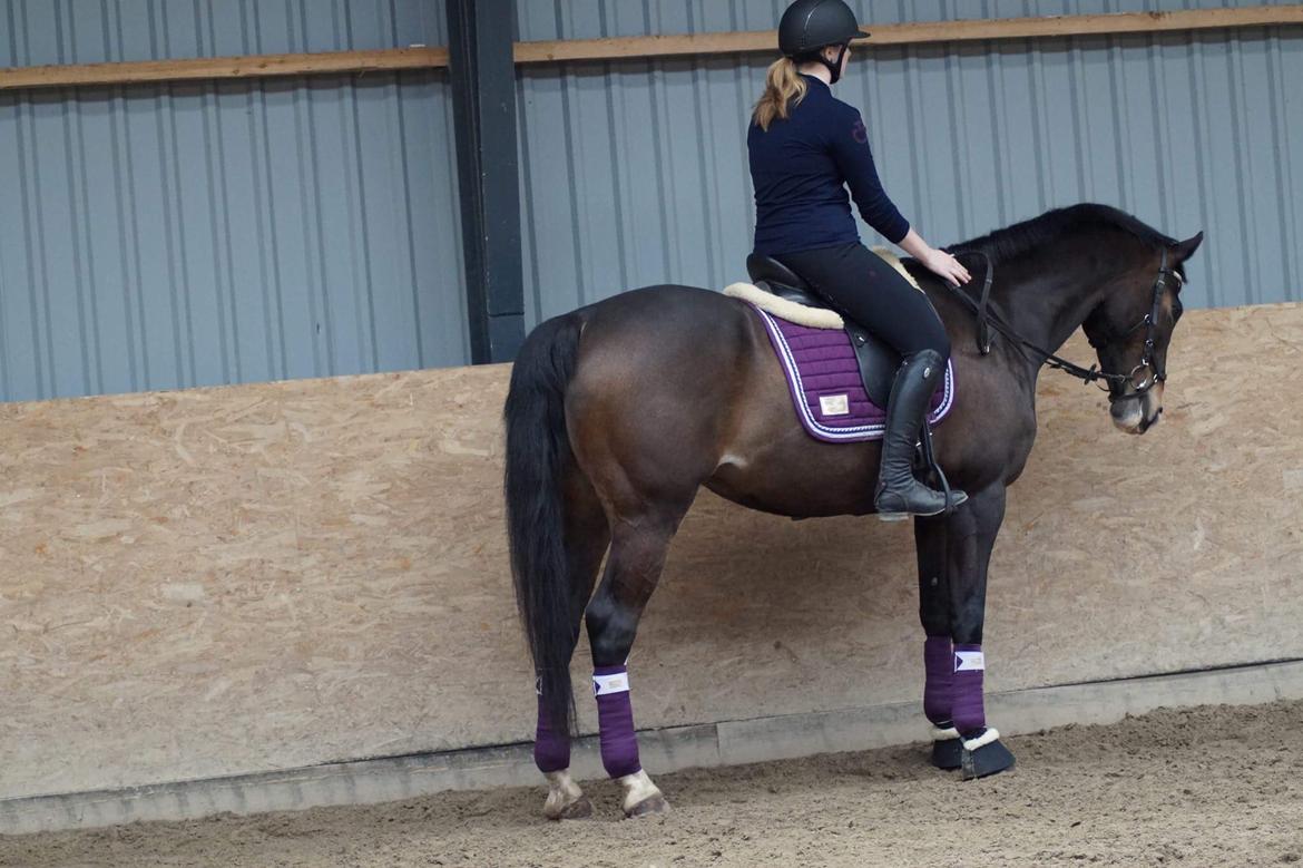 Hollandsk Varmblod Zarona R.I.P  billede 47