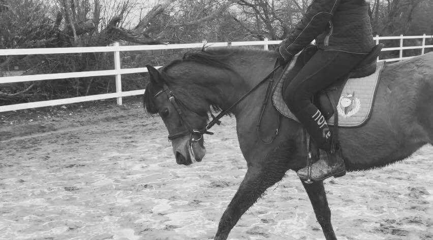 Anden særlig race Laika billede 2