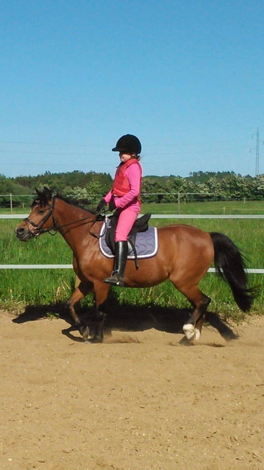 Anden særlig race Laika billede 3