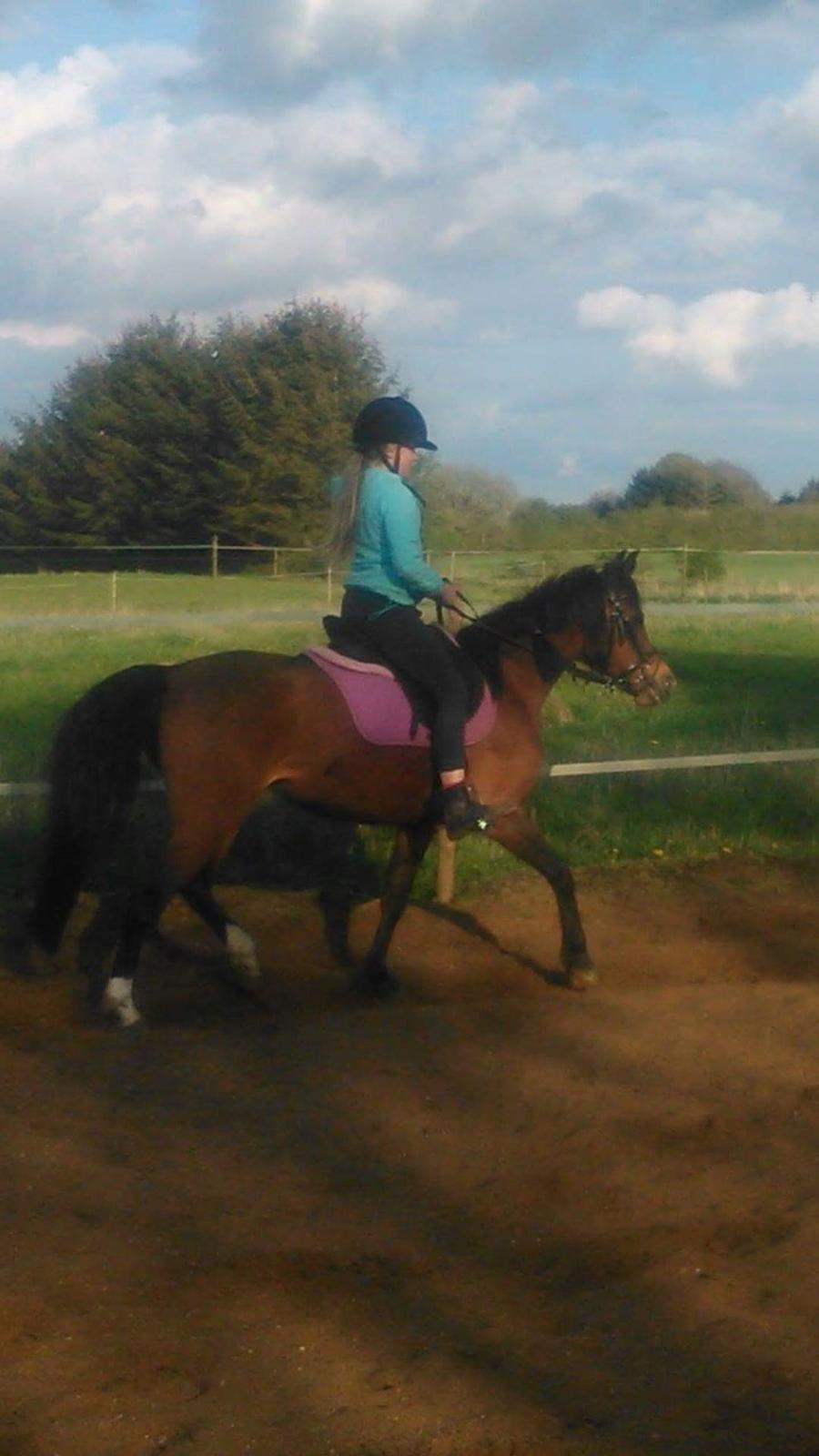 Anden særlig race Laika billede 4