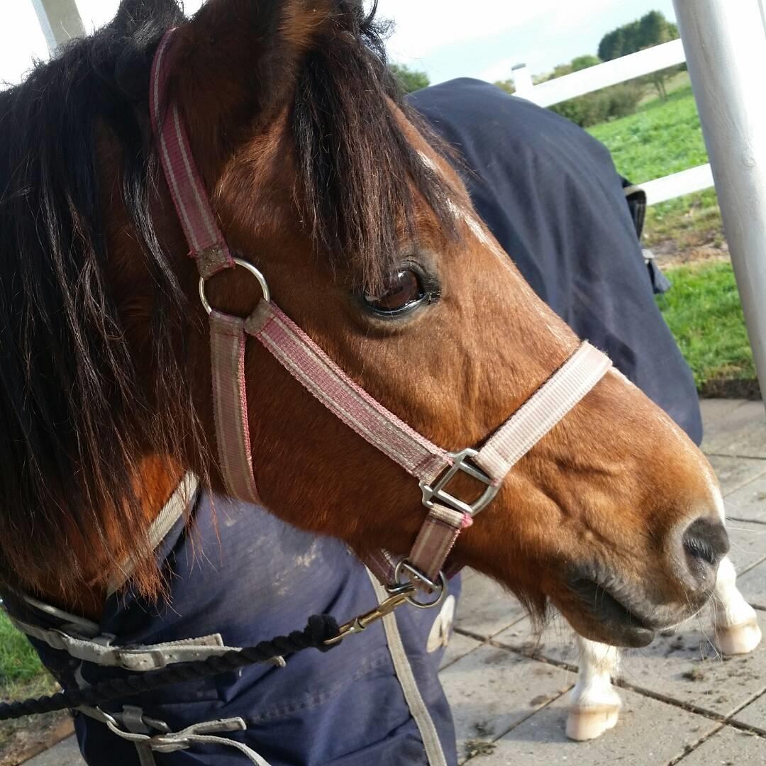 Anden særlig race Laika billede 6