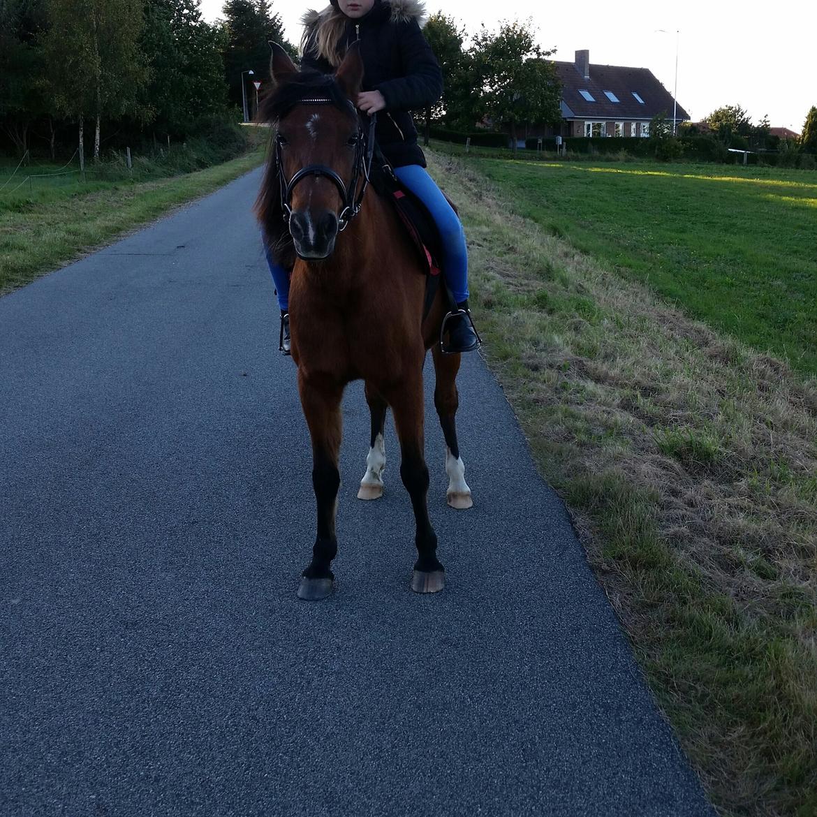 Anden særlig race Laika billede 7