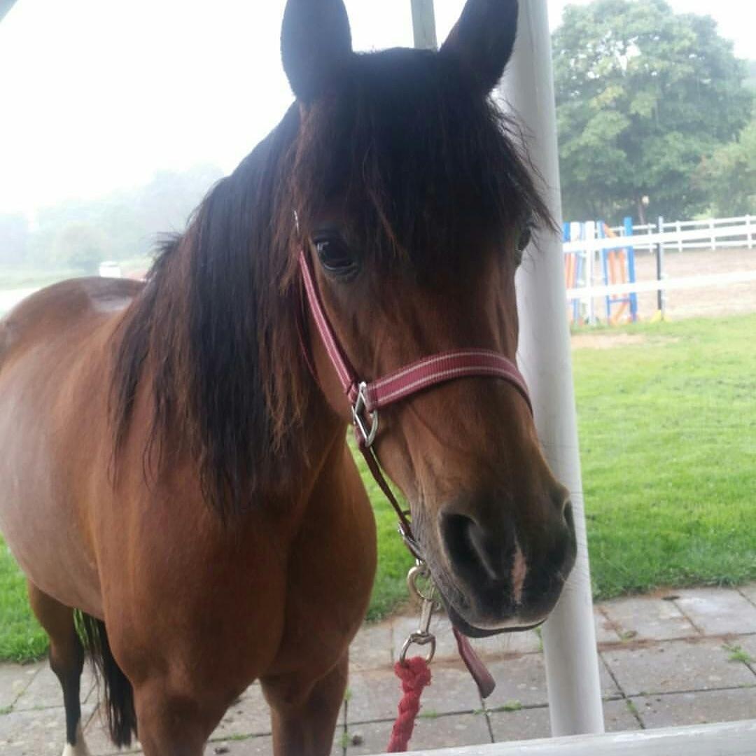 Anden særlig race Laika billede 8