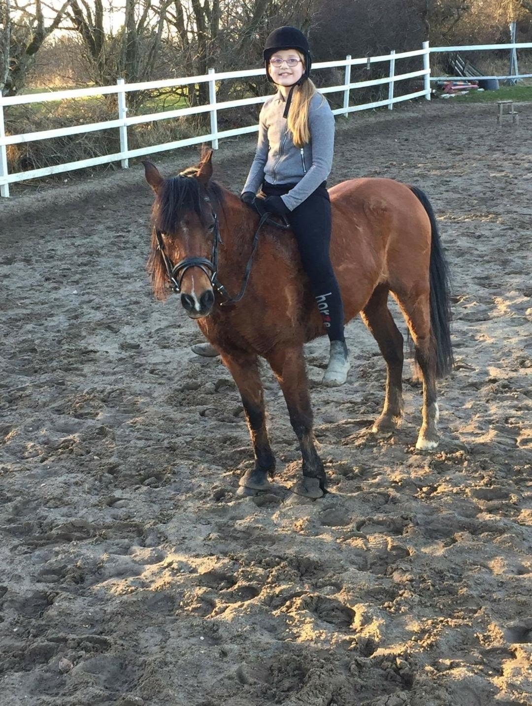 Anden særlig race Laika billede 9