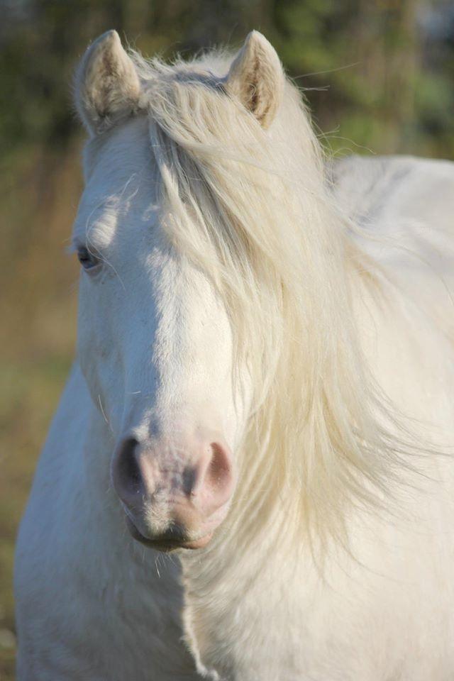 Welsh Pony (sec B) Aastrupgaards Safir •rest in paradise• billede 18