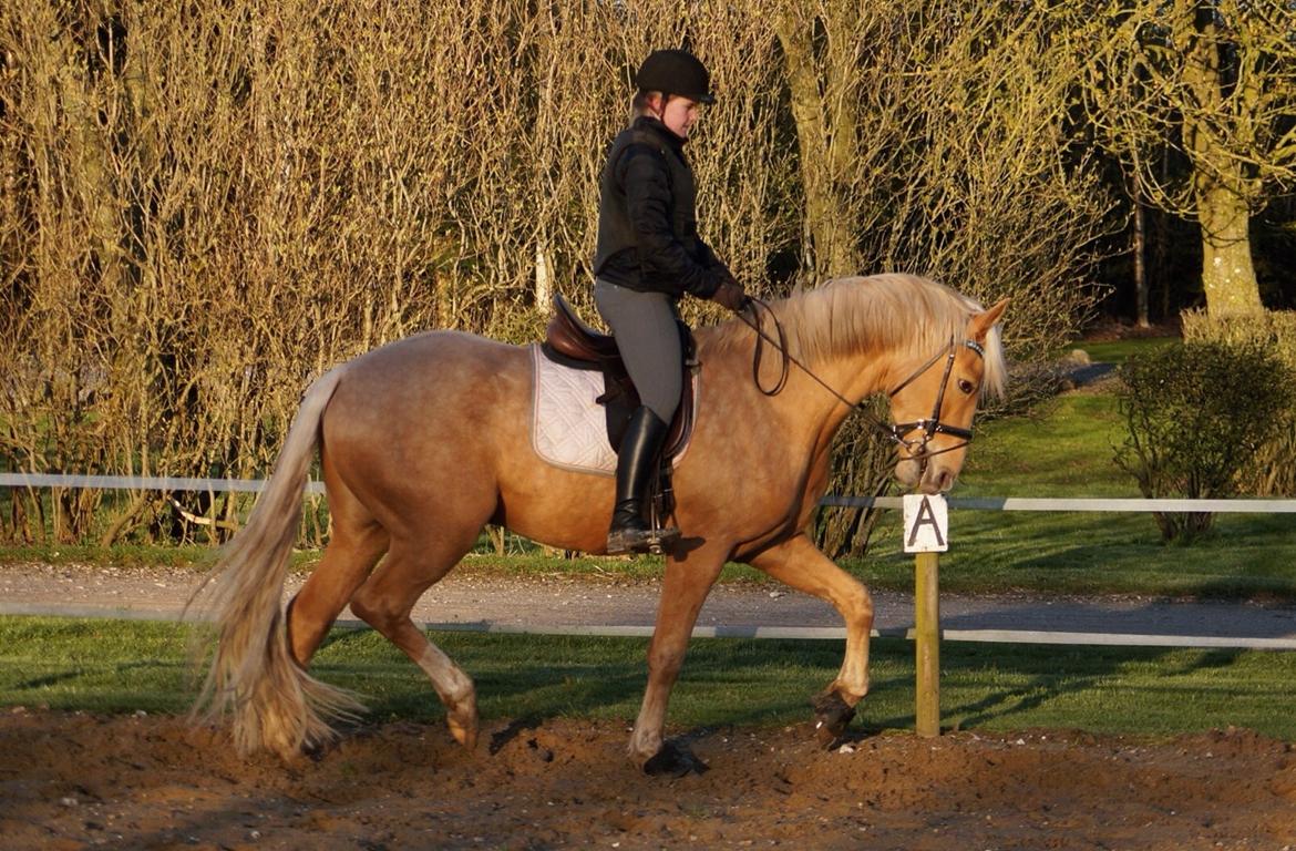 Palomino Hedegaards Colmar Blue billede 4