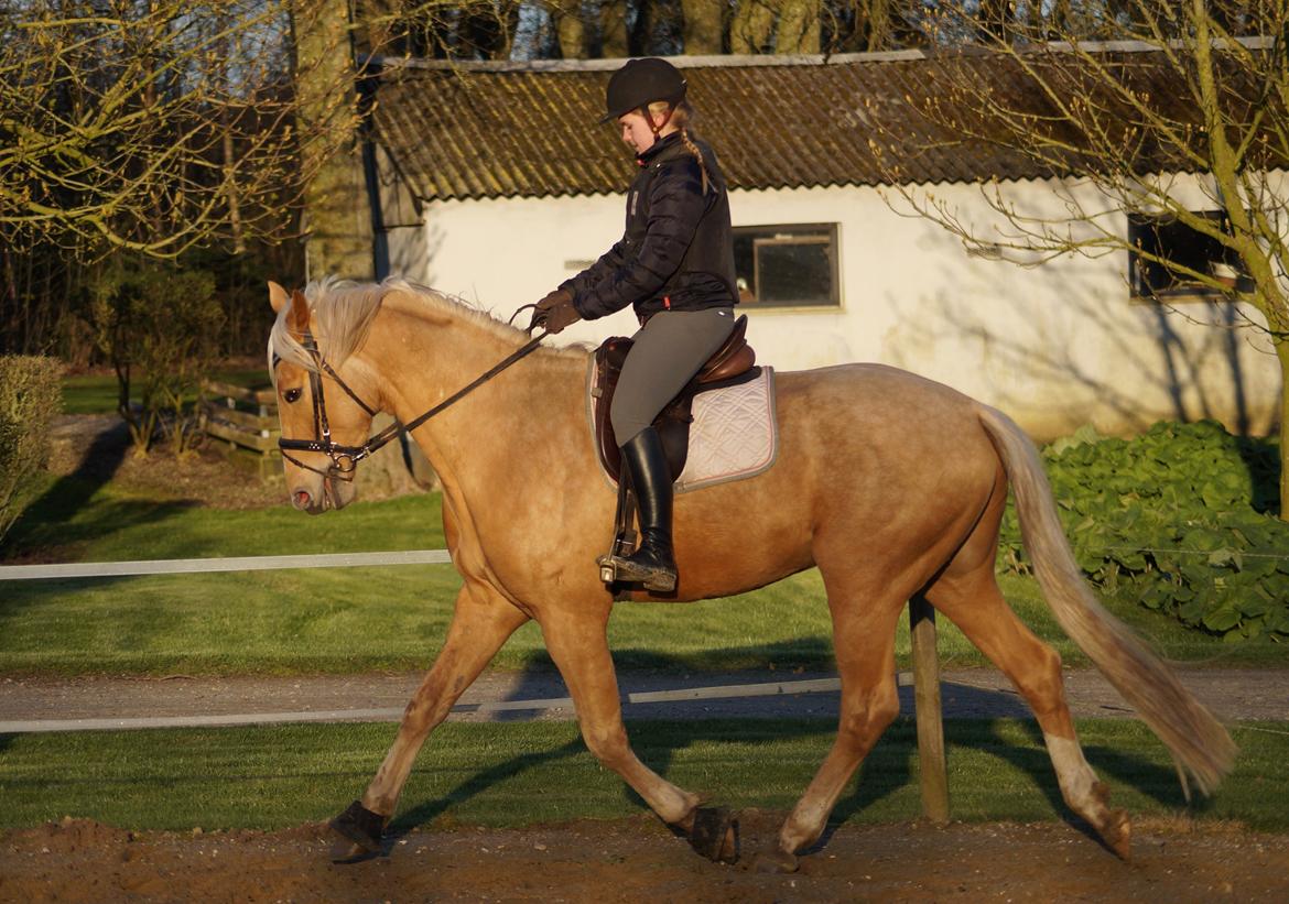 Palomino Hedegaards Colmar Blue billede 2