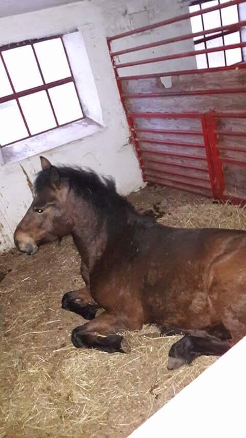 New Forest Spangsbo's Starlight billede 9