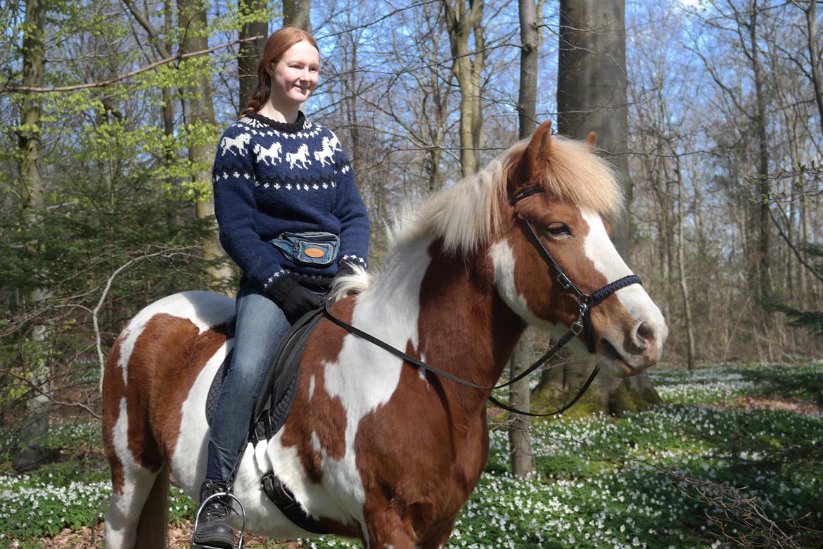 Islænder Gullfaxa fra Gudenådalen (Gulle) billede 3