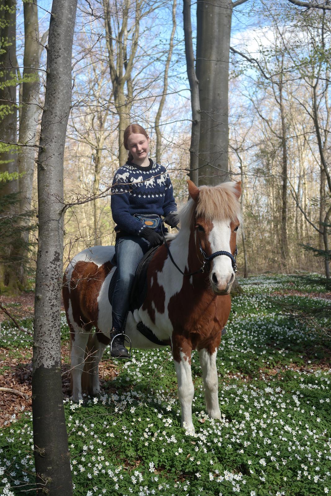 Islænder Gullfaxa fra Gudenådalen (Gulle) billede 2