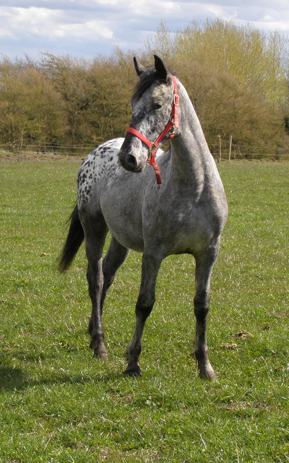 Anden særlig race Beuty billede 7