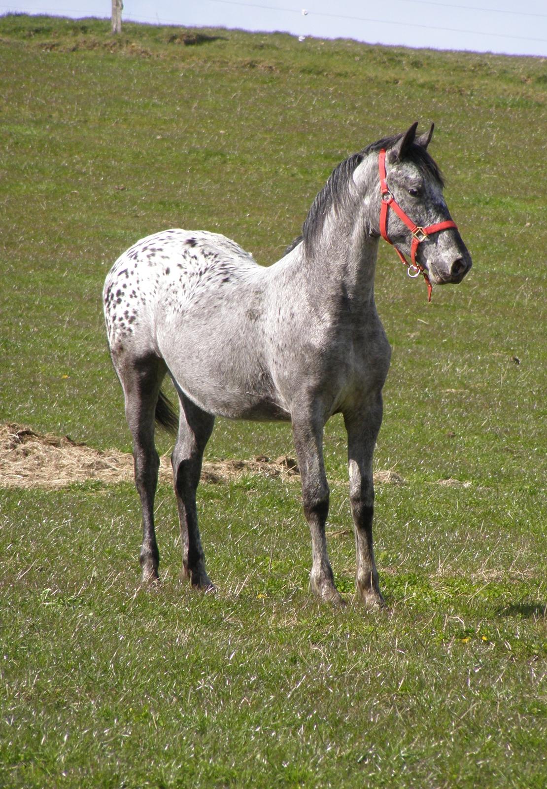 Anden særlig race Beuty billede 9