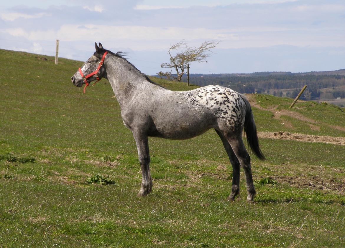 Anden særlig race Beuty billede 10