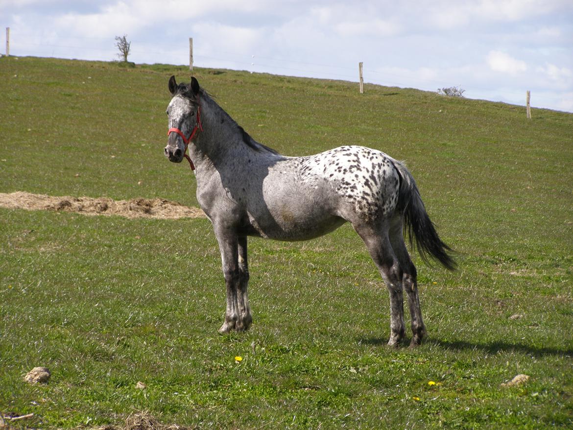 Anden særlig race Beuty billede 11