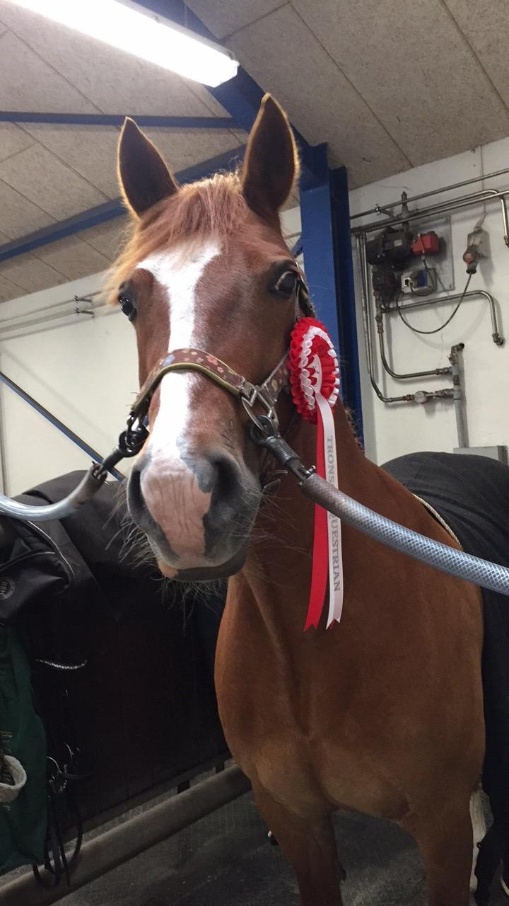 Welsh Cob (sec D) De Busies Pretty Floyd billede 4