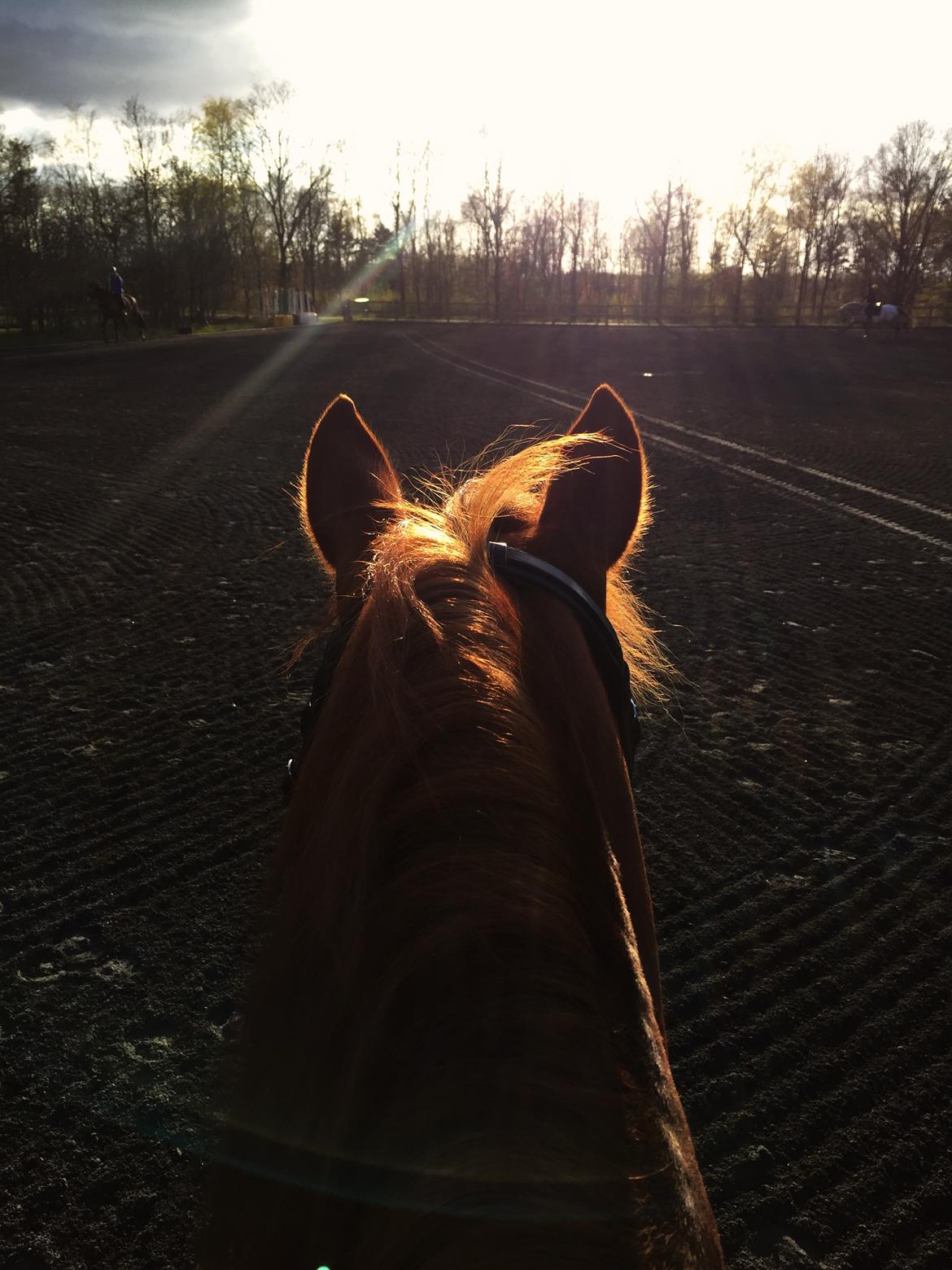 Welsh Cob (sec D) De Busies Pretty Floyd billede 16