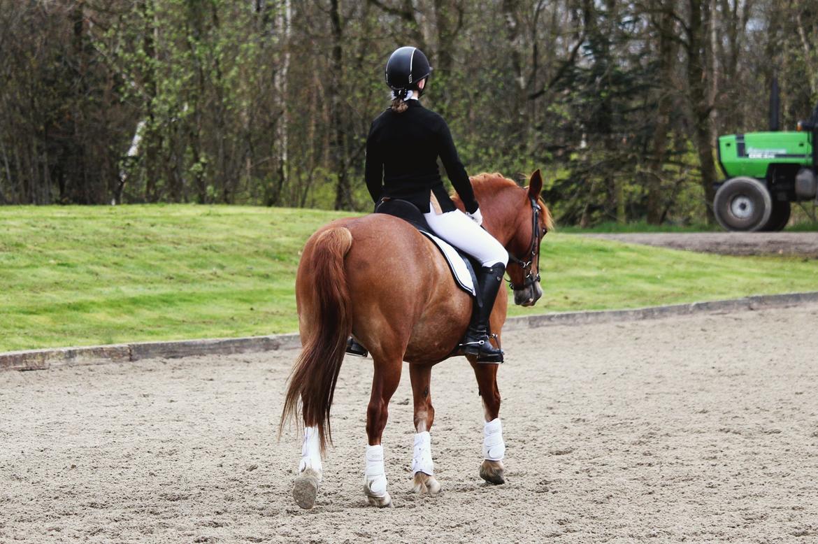 Welsh Cob (sec D) De Busies Pretty Floyd billede 13