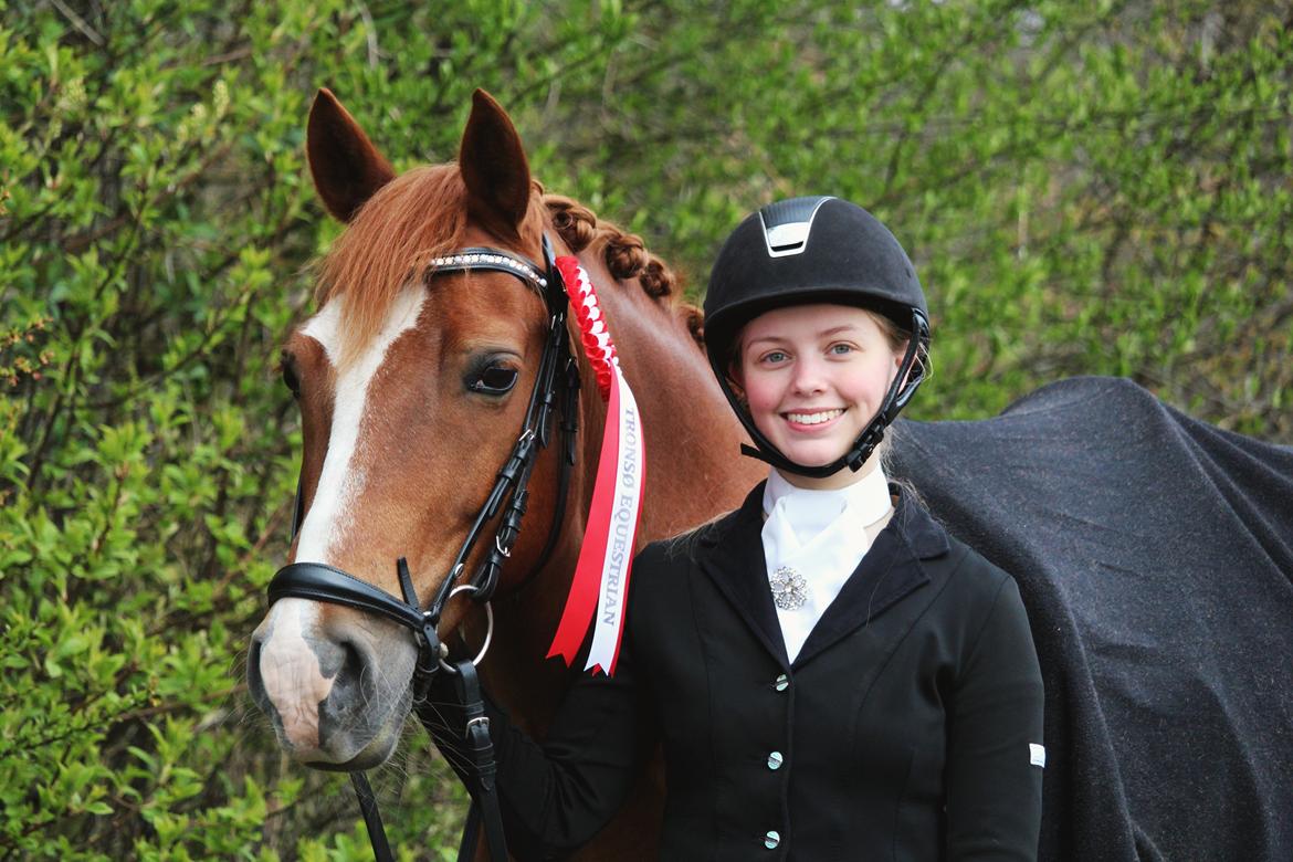 Welsh Cob (sec D) De Busies Pretty Floyd - vinder af LB1 billede 18