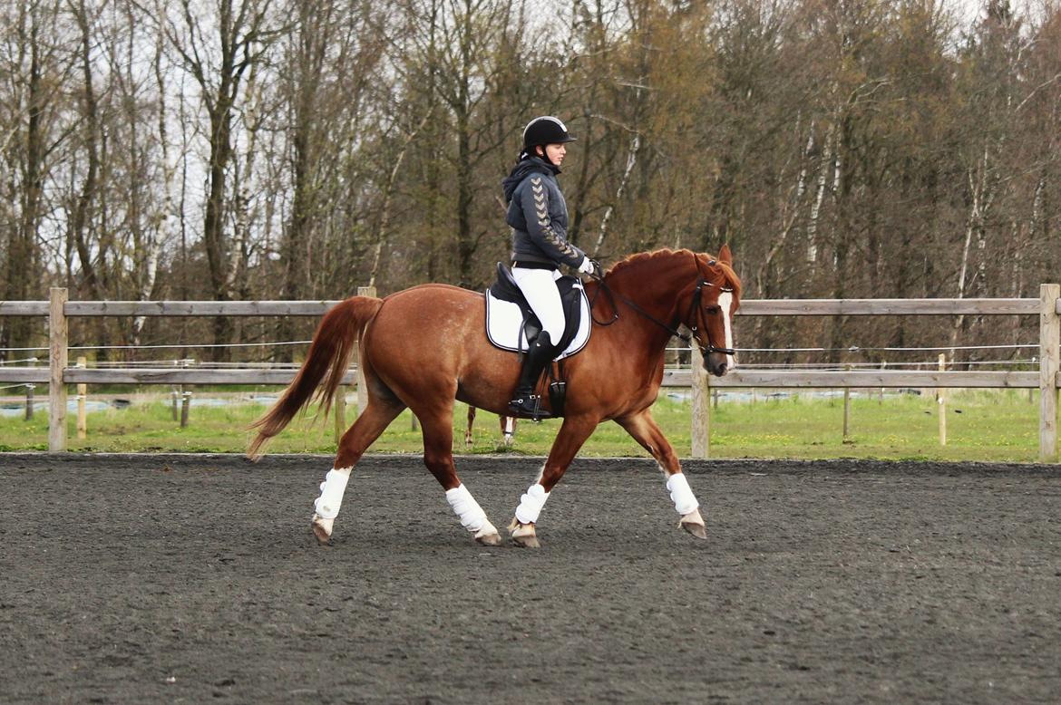 Welsh Cob (sec D) De Busies Pretty Floyd billede 10