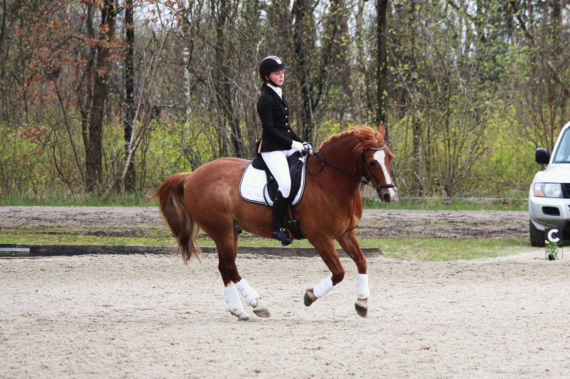 Welsh Cob (sec D) De Busies Pretty Floyd billede 9