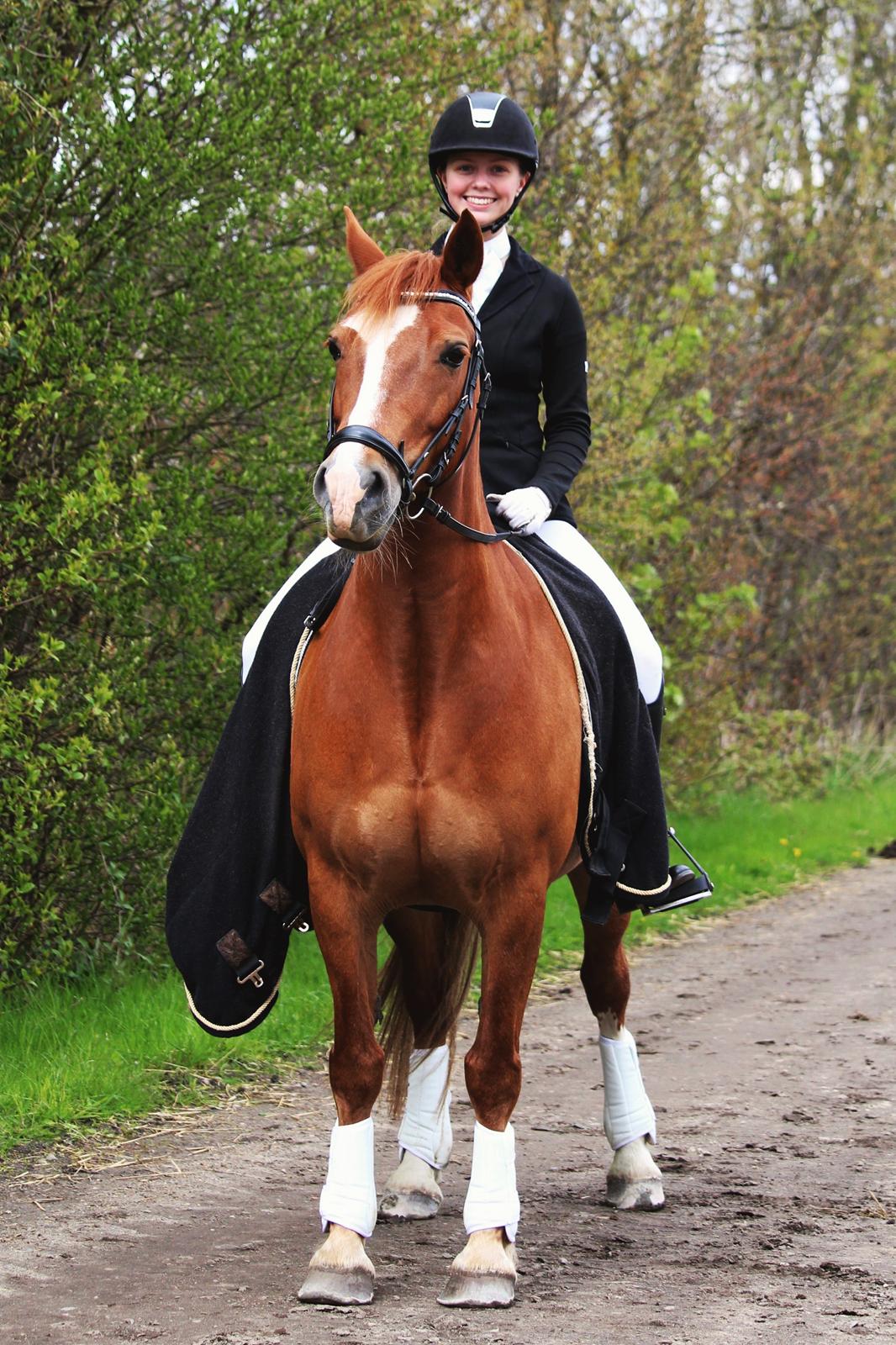 Welsh Cob (sec D) De Busies Pretty Floyd billede 2