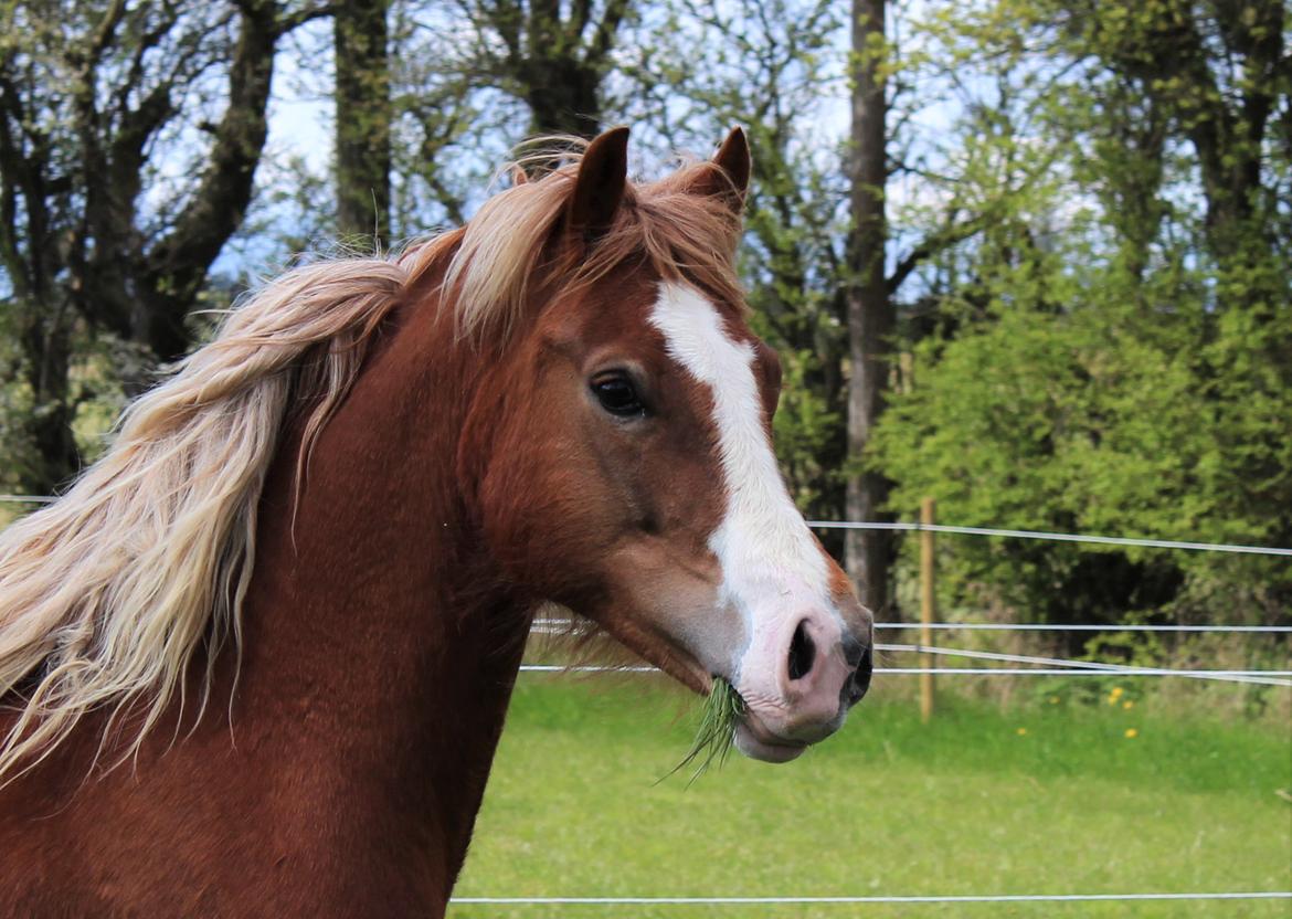Welsh Cob (sec D) Frenderupgårds june - June. 29. April 2017 billede 17