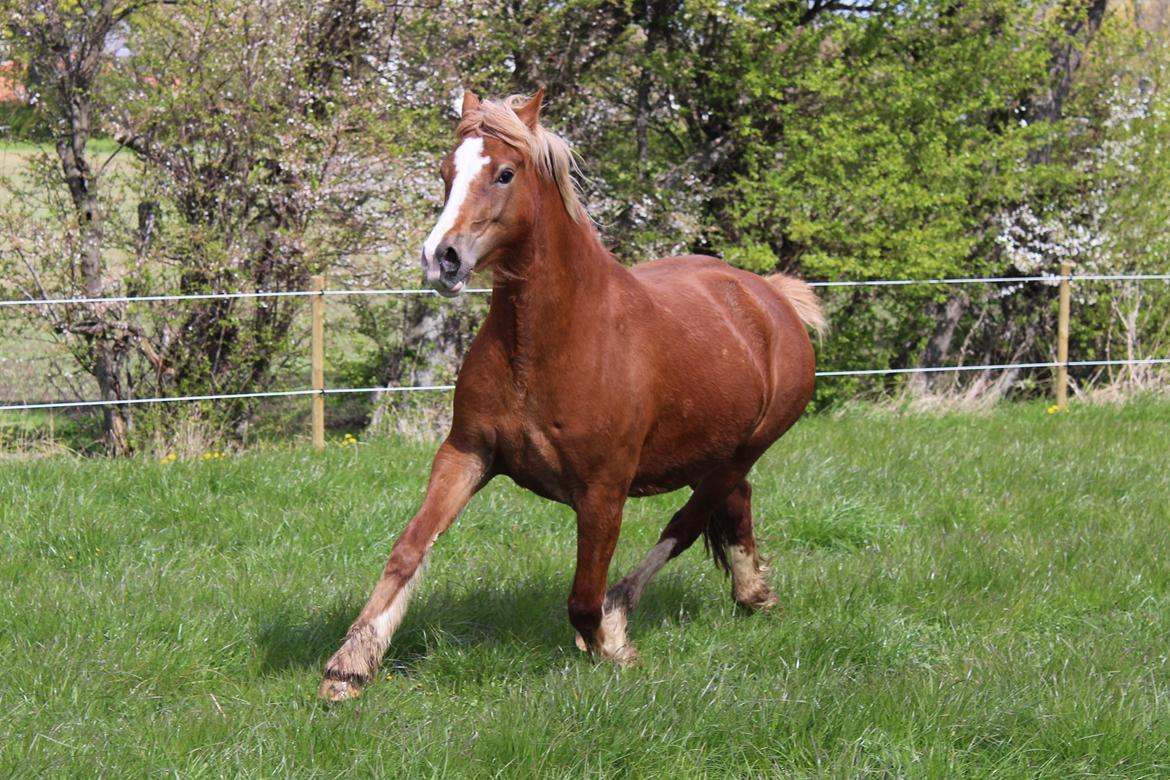 Welsh Cob (sec D) Frenderupgårds june - June den. 29. April 2017 billede 18