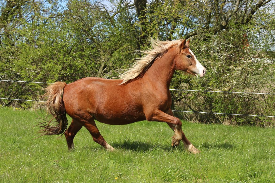 Welsh Cob (sec D) Frenderupgårds june - June den 29. April 2017 billede 19