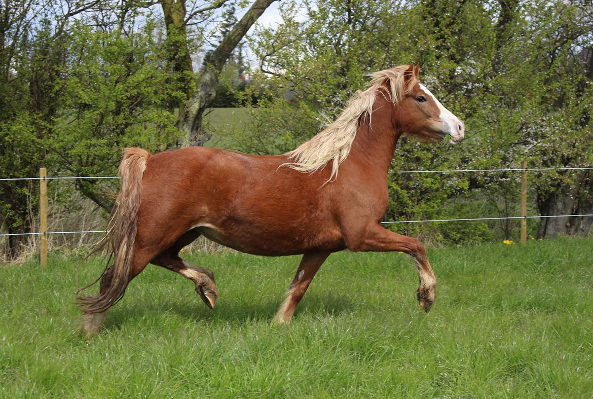 Welsh Cob (sec D) Frenderupgårds june - June den 29.April 2017 billede 20