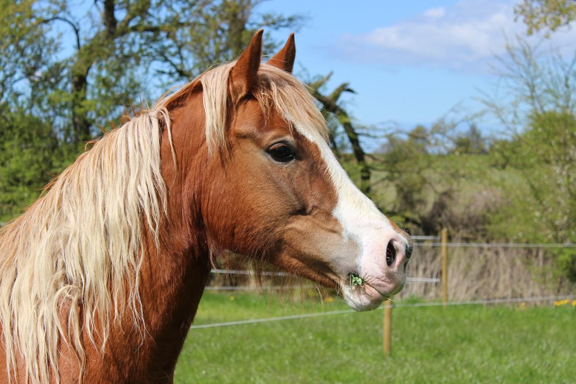 Welsh Cob (sec D) Frenderupgårds june - 29. April 2017 billede 22