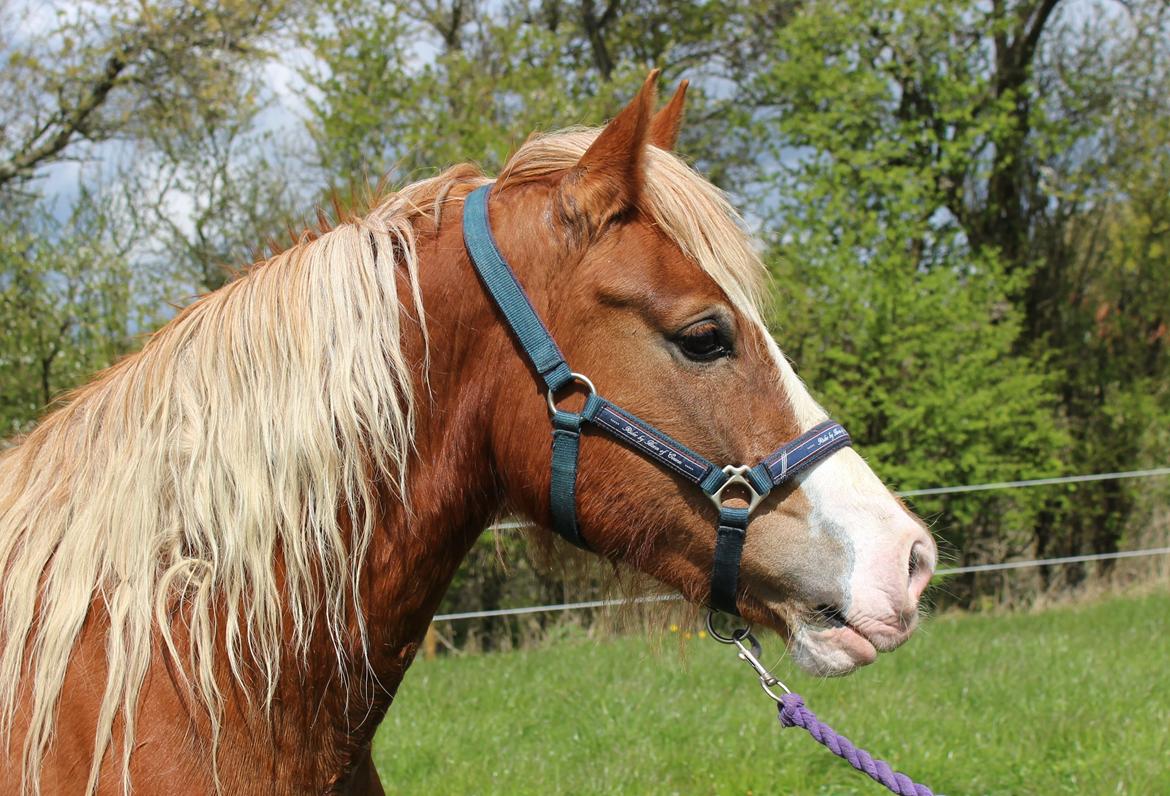 Welsh Cob (sec D) Frenderupgårds june - 29. April 2017 billede 23