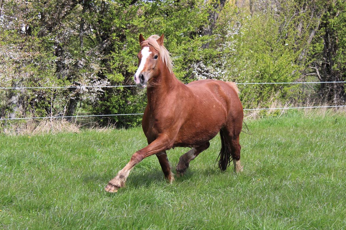 Welsh Cob (sec D) Frenderupgårds june billede 24