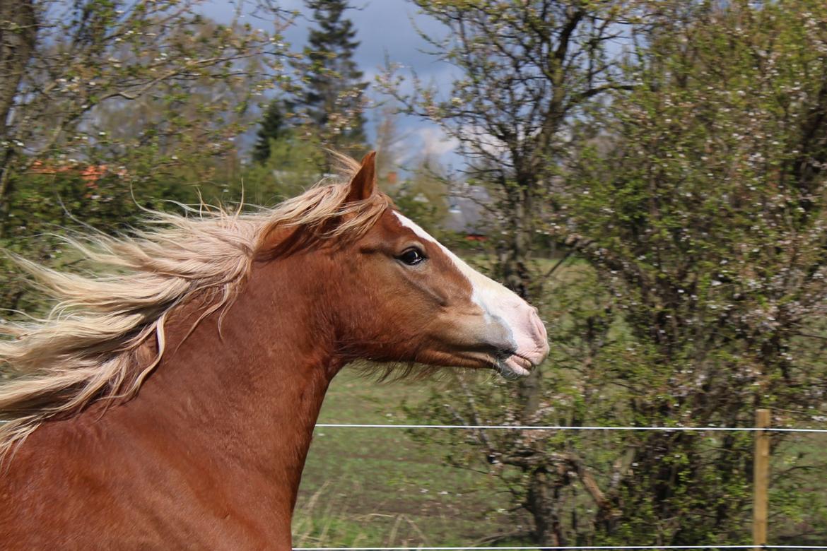 Welsh Cob (sec D) Frenderupgårds june billede 25