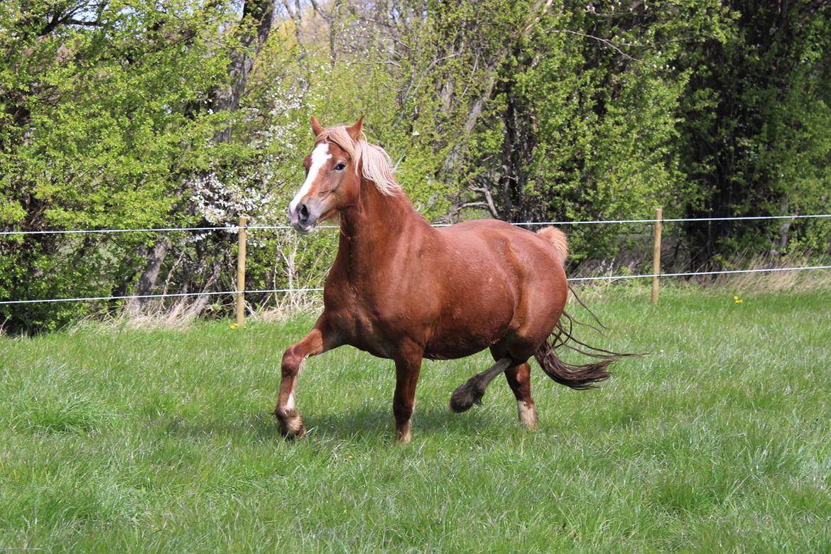 Welsh Cob (sec D) Frenderupgårds june billede 26