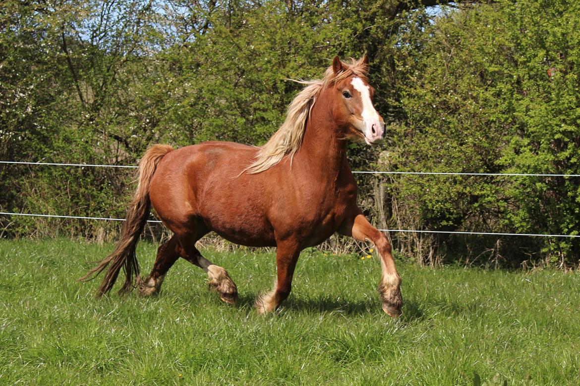 Welsh Cob (sec D) Frenderupgårds june billede 27