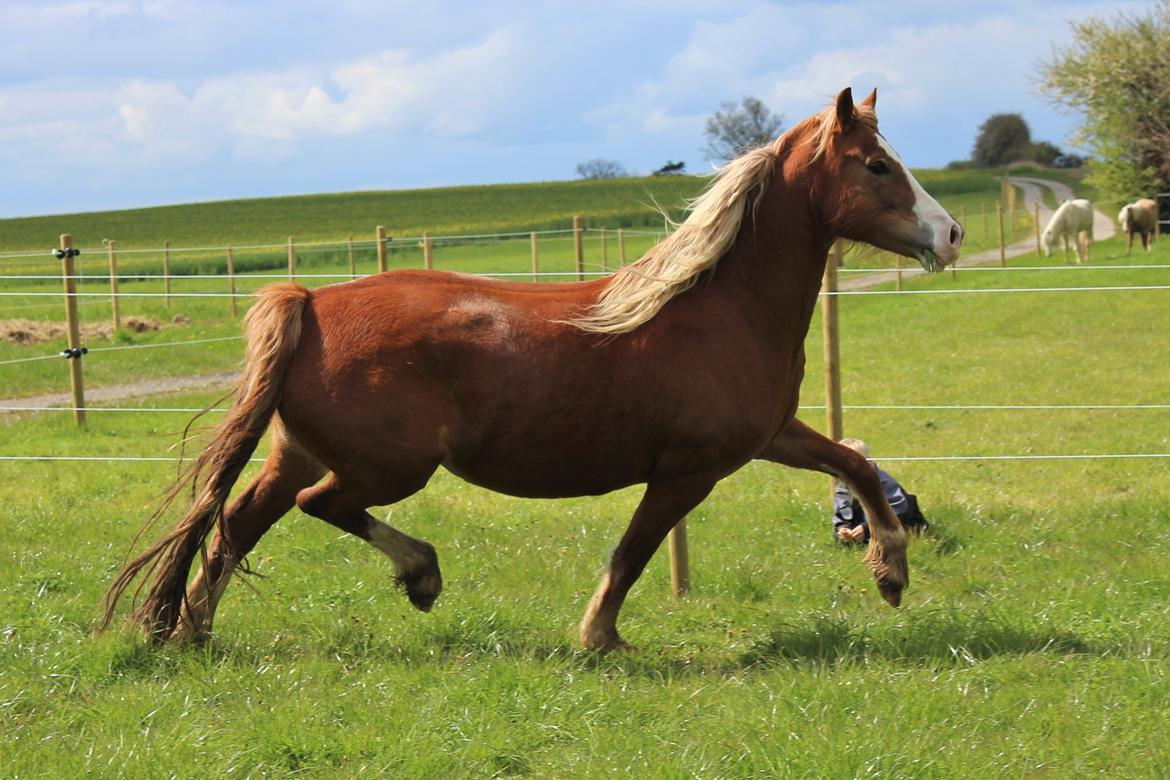 Welsh Cob (sec D) Frenderupgårds june billede 28