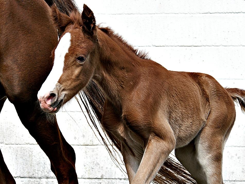 DSP L'or Déguisé Nobility billede 28