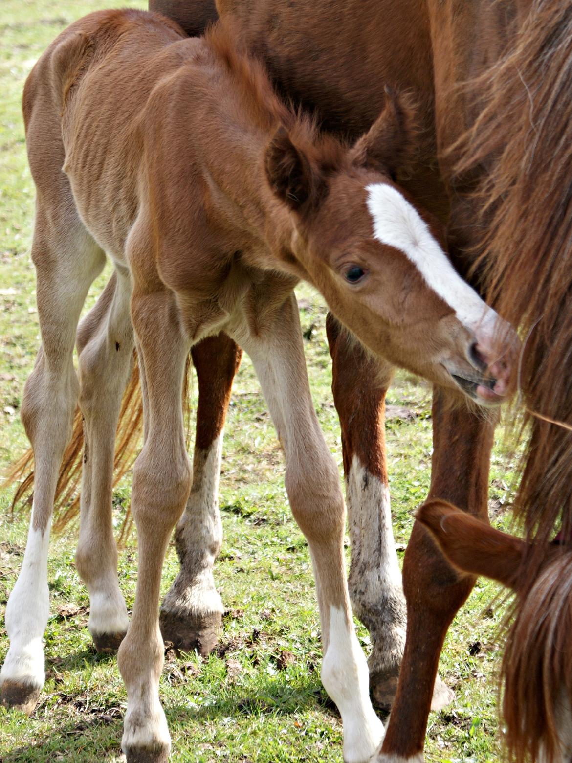 DSP L'or Déguisé Nobility billede 19