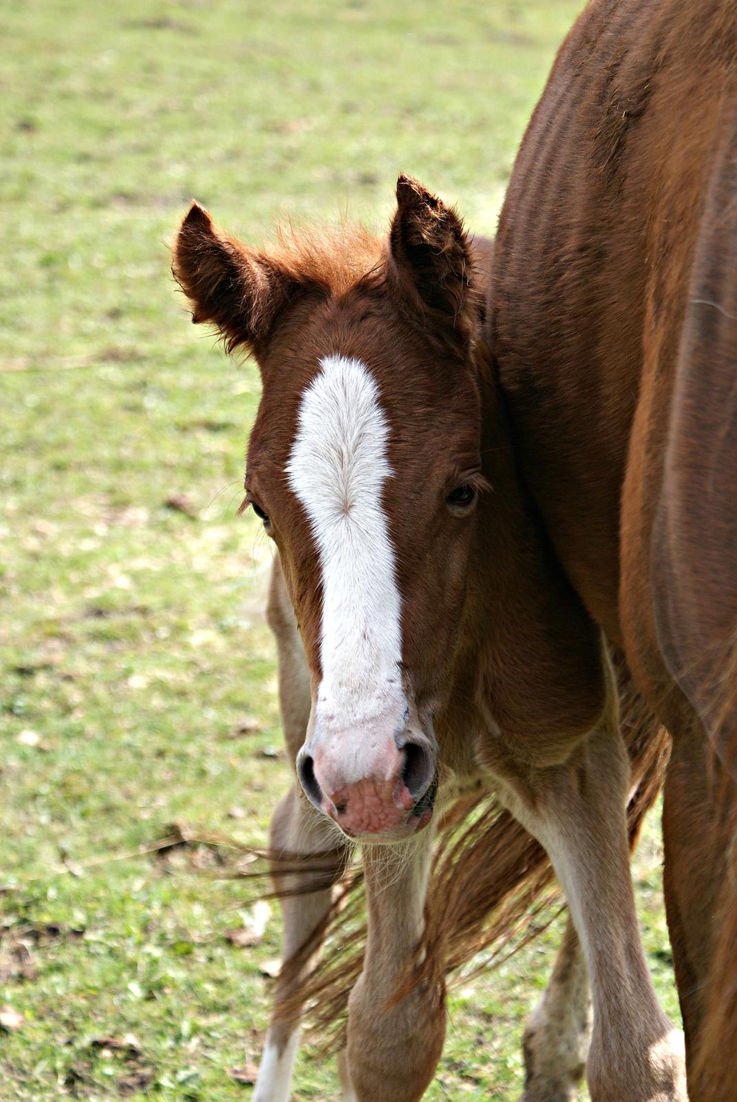 DSP L'or Déguisé Nobility billede 20