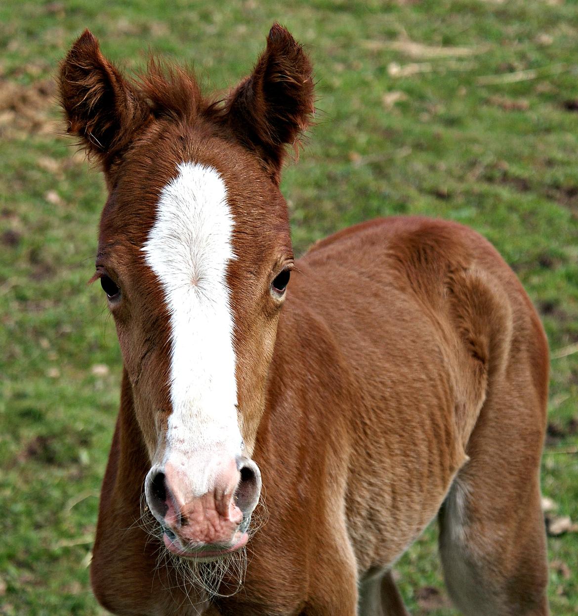 DSP L'or Déguisé Nobility billede 24